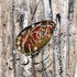 20121117184413-ethnical_graffiti__10__acrylic_on_canvas__24x30_cm