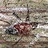 20121117185623-ethnical_graffiti__12__acrylic_on_canvas__24x30_cm