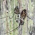 20121117192755-ethnical_graffiti__15__acrylic_on_canvas__40x45_cm
