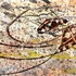 20121117194543-etnical_graffiti_11