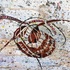 20121117194929-ethnical_graffiti_14