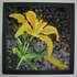 20121121172159-yellowlily