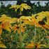 20121121173741-golden_fields