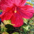 20121121180620-kristinshybiscus