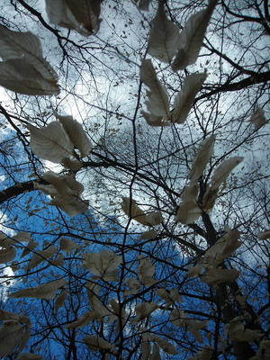 20121124035756-dscn7119