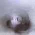 20130511224900-chance5