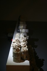Healing Mushroom (installation view) ,Pei Li