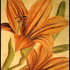 Double_amaryllis_gold_for_web