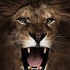 20121130005137-lion_growl