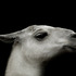 20121130005509-lama