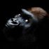 20121130005701-gorilla