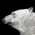 20121130005848-polar_bear