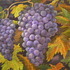 20121201050651-grapes_santa_ynez_fall_grapes_acrylic_on_canvas_16_x_20_inches