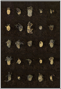 20121201152001-aardappel30001web