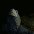 20121202213012-1turtle
