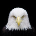 20121202213437-bald_eagle