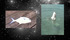 20121203190240-suspended_sigh_1
