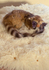 20121203190359-will_exhibit_no_emotion