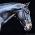 20121203234138-babalu_2