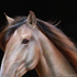 20121204012035-verso_1243