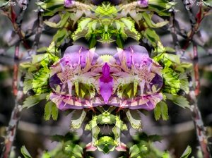 20121204210022-flower_15