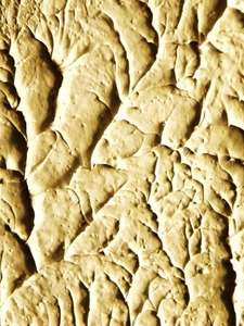 20121207125701-fossili