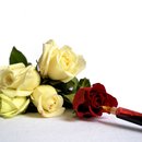 20121208191938-paint_the_roses_red_high_res