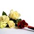 20121208191938-paint_the_roses_red_high_res