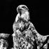 20121209013049-eaglemajestic_high_res