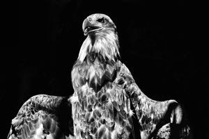 20121209013049-eaglemajestic_high_res