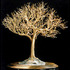 20121210215237-golden_elm_up