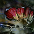 20121211232652-4_red_flowers