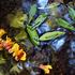 20121211233558-waterflower