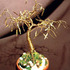 20121212142439-golden_maple
