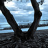 20121214140730-root_tree
