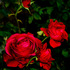 20121214142522-red_rose_