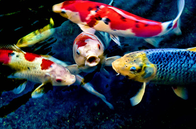 20121214143010-koi_quartet