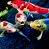 20121214143010-koi_quartet