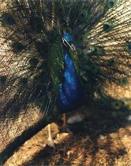 ,Gregory Halpern