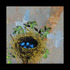20121217053344-nest3-1