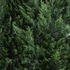 20121222151216-akhavan-garden-700