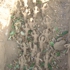 Forced_articulation3