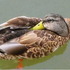 20121226235032-duckie_dreaming_wl