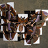 20130103210534-brown_butterfly