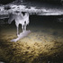 20130103211022-horse-solarizedopt