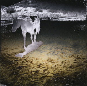 20130103211022-horse-solarizedopt