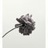 20130104164336-lahey-peony__2033_