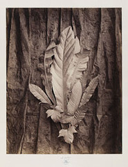 Group of Leaves on a Tulle Background,Charles Aubry
