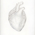 20130104225004-study-of-a-human-heart1-300dpi