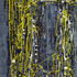 20130106111554-mimosa_in_bloom_60x40x1
